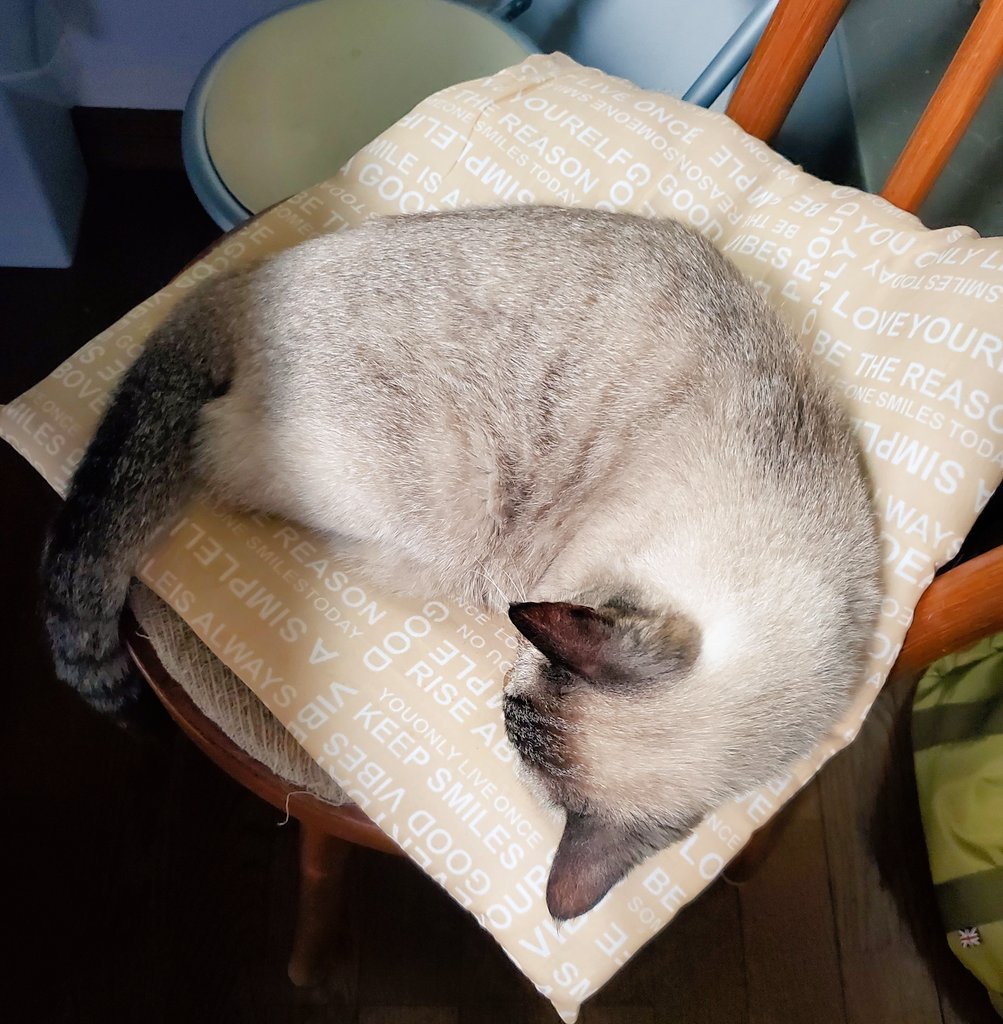 io36432's tweet image. 実家のぬっこかわいい…🐾
