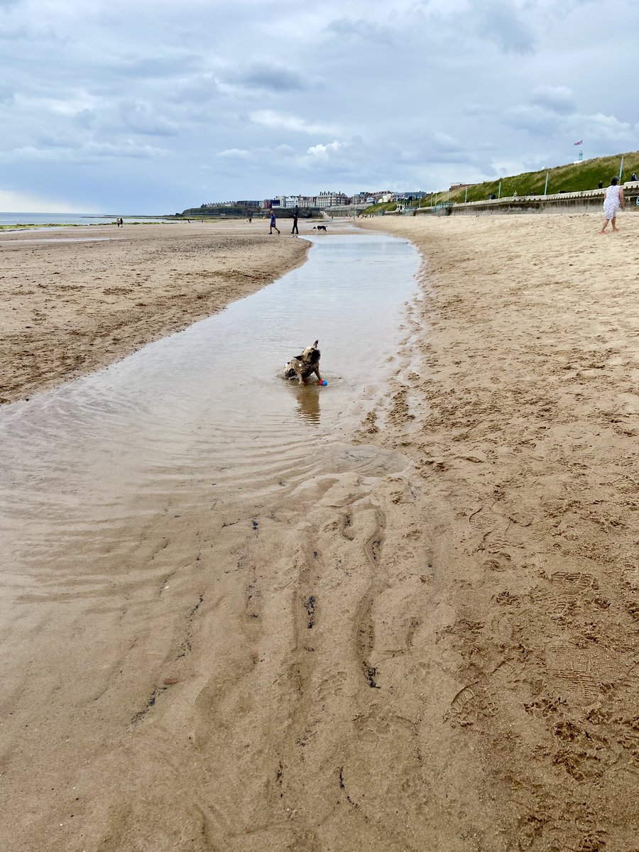 helbo1's tweet image. Whitley Bay highlights