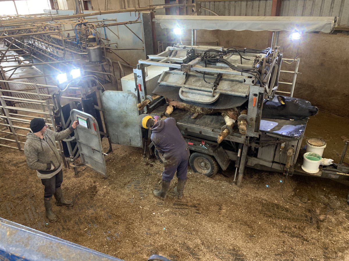Regular foot trimming isn’t a luxury, it’s good stockmanship.
Prevent lameness, spot problems early, keep productivity on track.
Healthy hooves = happy cows = better performance.
Book with us: 07855056875
#HoofCareMatters #HealthyHerds #NDChallenorFootTrimming