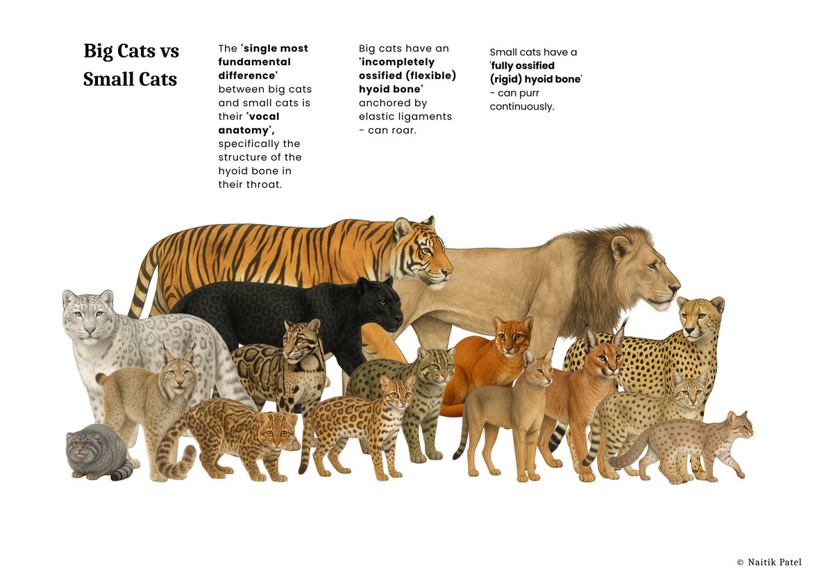 #Internationatigerday2025 Big Cats vs Small Cats
The 'single most fundamental  difference' between big cats and small  cats is their 'vocal anatomy',  specifically the structure of the hyoid  bone in their throat. 

Big cats have an 'incompletely ossified (flexible) hyoid bone'