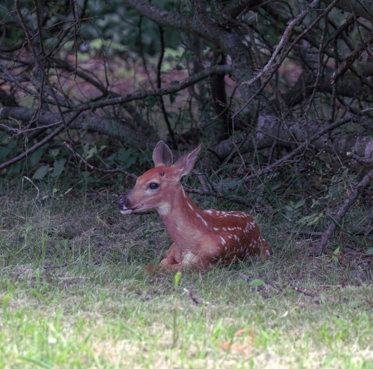 I went on a morning drive and found a little fawn lying down in some shade not too far from where I live.
#deer 
#naturelover 
#naturephotography
#wildlifephotography