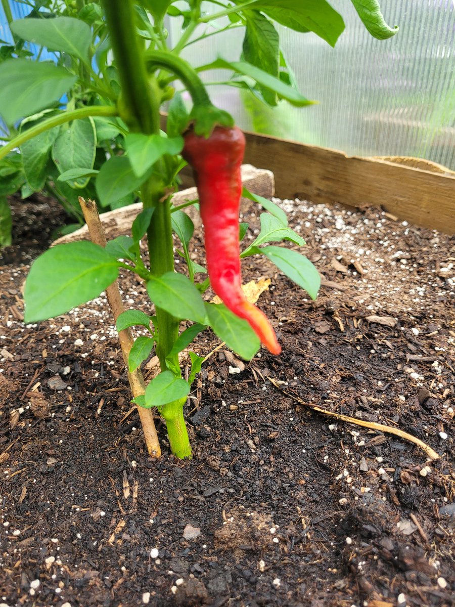 fckboislayer's tweet image. Oh, she spicy.