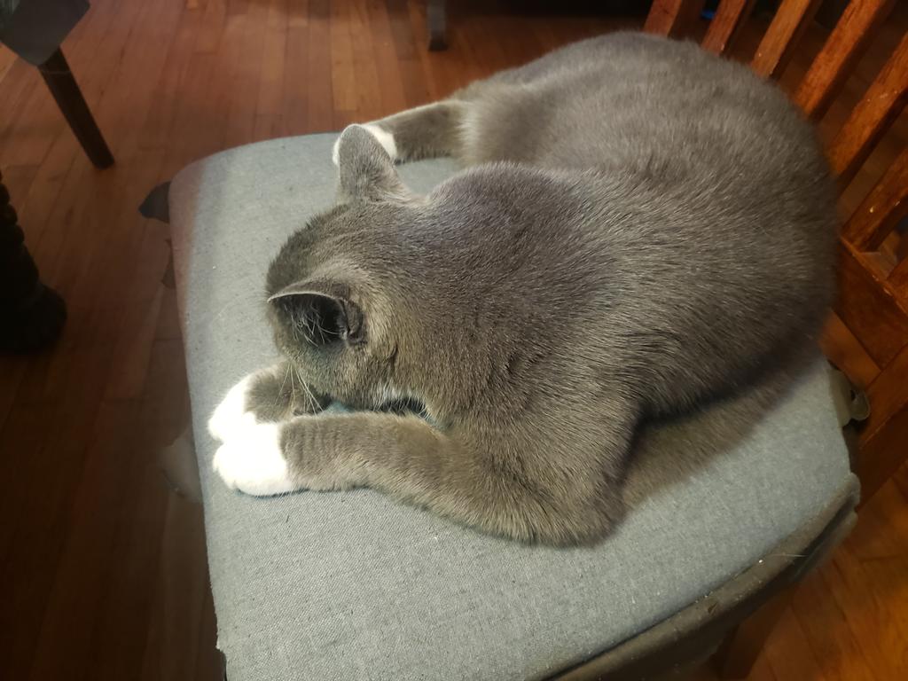 WCTA_Chicago's tweet image. If you get up, a cat will take your seat here