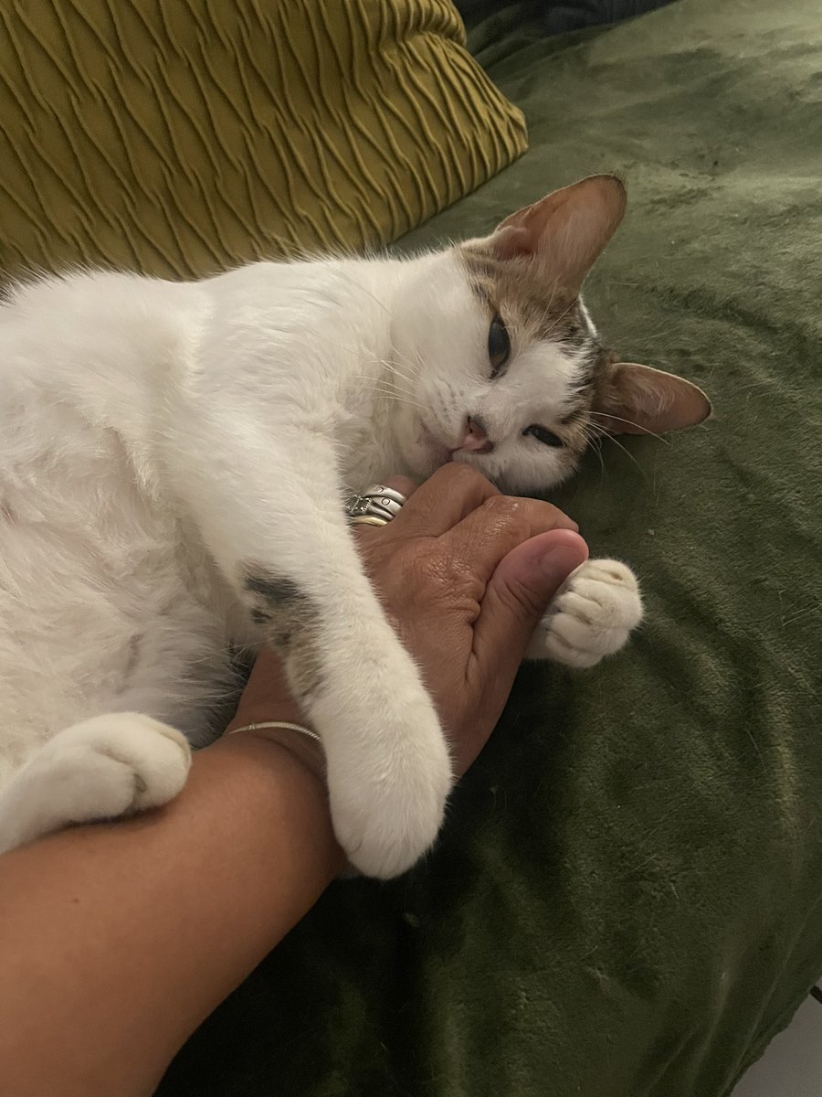 legsluquis's tweet image. Happy Caturday everyone from Riley Prince and the rest of the gang. I love you mom. He hugs. 💙💙💙💙💙💙💙💙