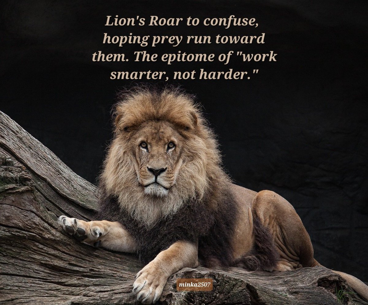 Morgan_R_R_Haze's tweet image. #VssDaily #WIPwordsearch
Lion's Roar to confuse,
hoping prey run toward them.
The epitome of "work smarter, not harder."
minka2507 pixabay.com