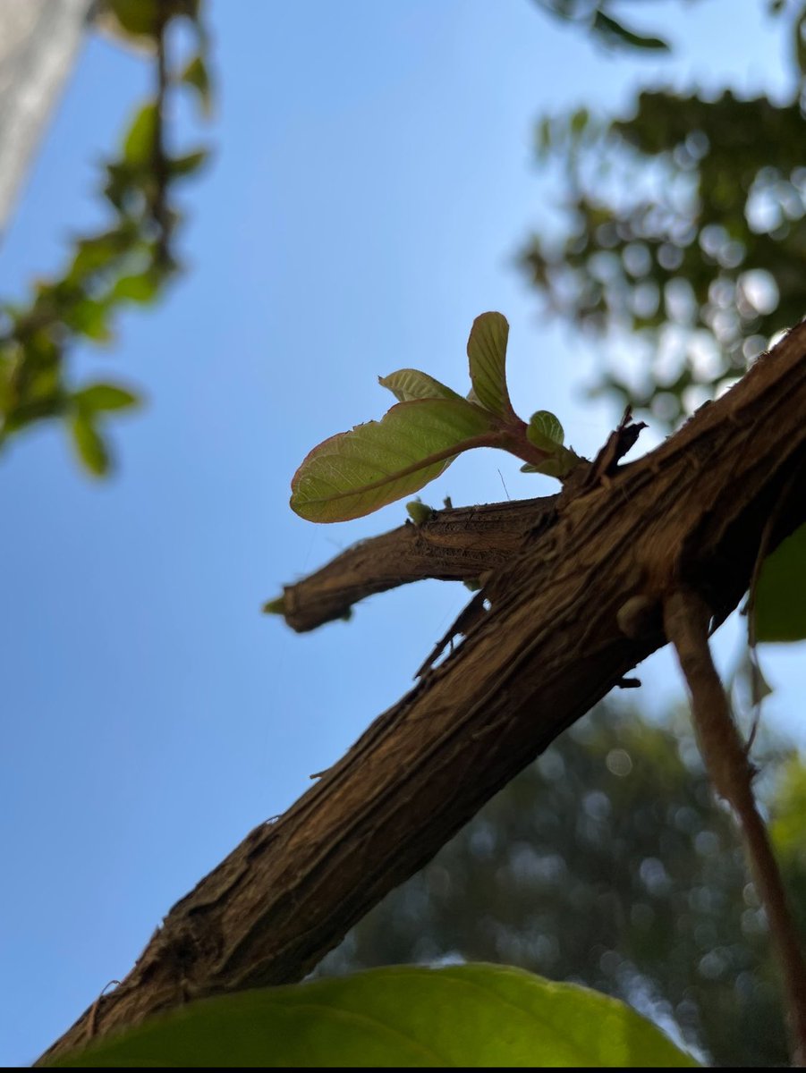 AnObserversView's tweet image. When all seems still and silent, life quietly insists nudging forward, defying odds, carrying the quiet certainty of purpose.