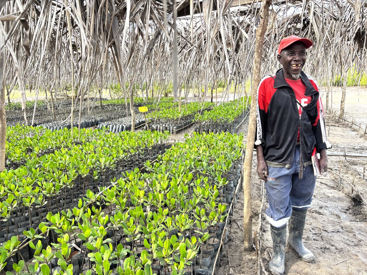 TheWCS's tweet image. In Guatemala, Mozambique, and around the world, we are celebrating #WorldMangroveDay and working to protect and restore mangroves. They are vital to the health of coastal areas, including as a buffer against rising seas.