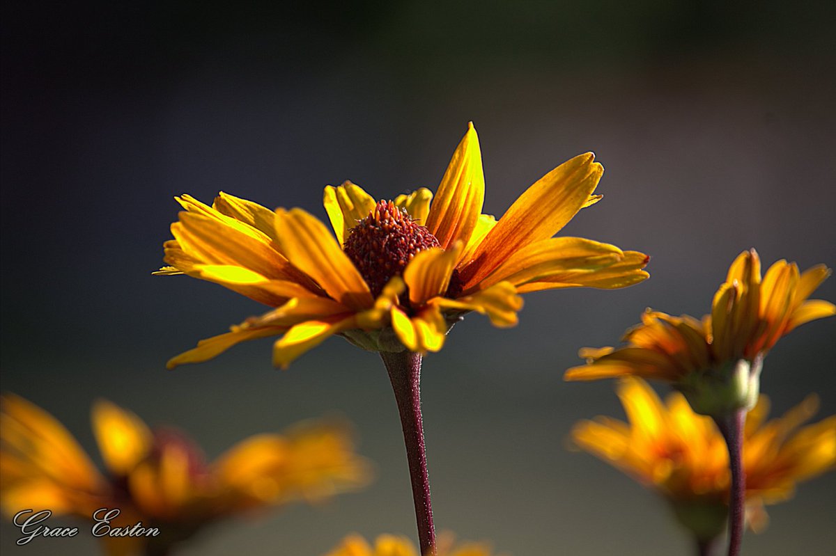 GraceOnFire2's tweet image. "Ah Sun-flower! weary of time, Who countest the steps of the Sun: Seeking after that sweet golden clime Where the travellers journey is done" - William Blake
False Sunflowers
#photography #photographyOnX #flowers #sunflowers #falsesunflowers #gardening #nature #summer 📷🌱