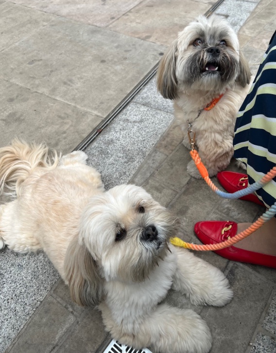 Dulynotedagain's tweet image. The Bears Brambly &amp;amp; Bingly waiting for their treat