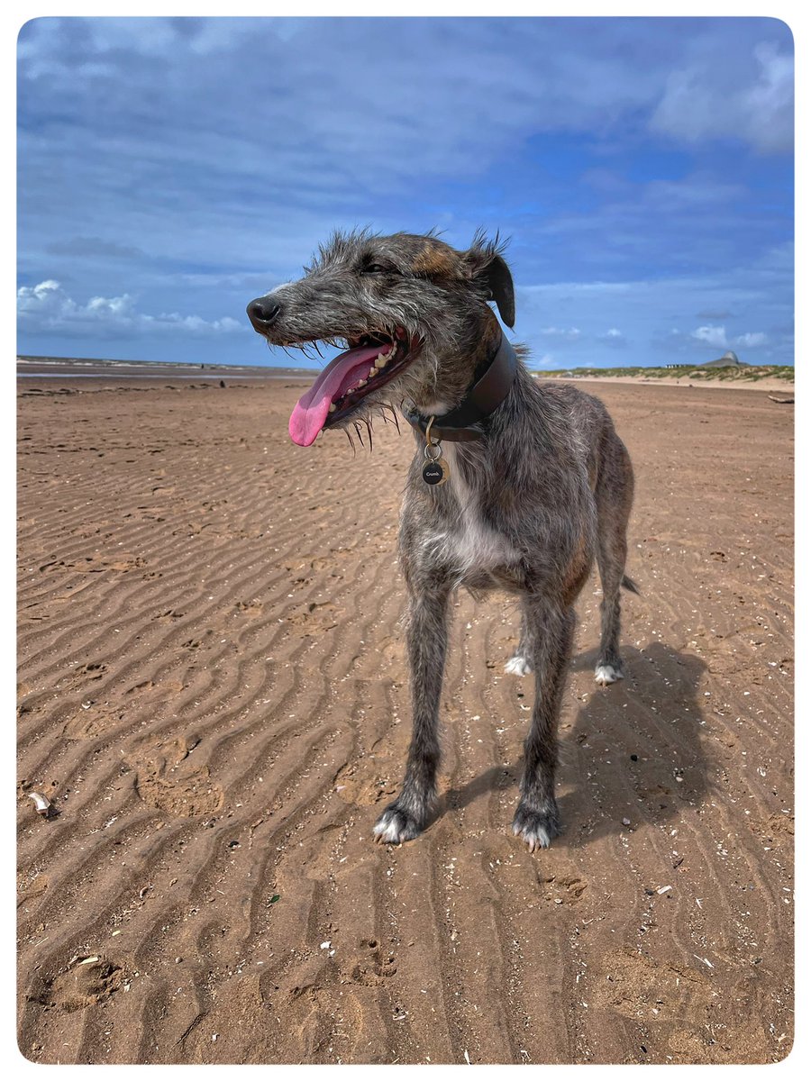 flyabout7's tweet image. A great day for a 7 mile beach stroll with Ralph. 🐾🐾

Our route took us across a  railway bridge which still bears damage that was inflicted by the Luftwaffe during WW2. 

#AdoptDontShop