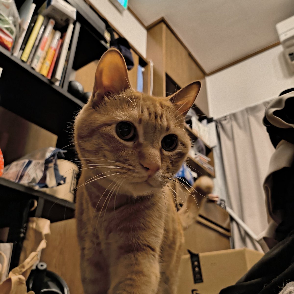 😾