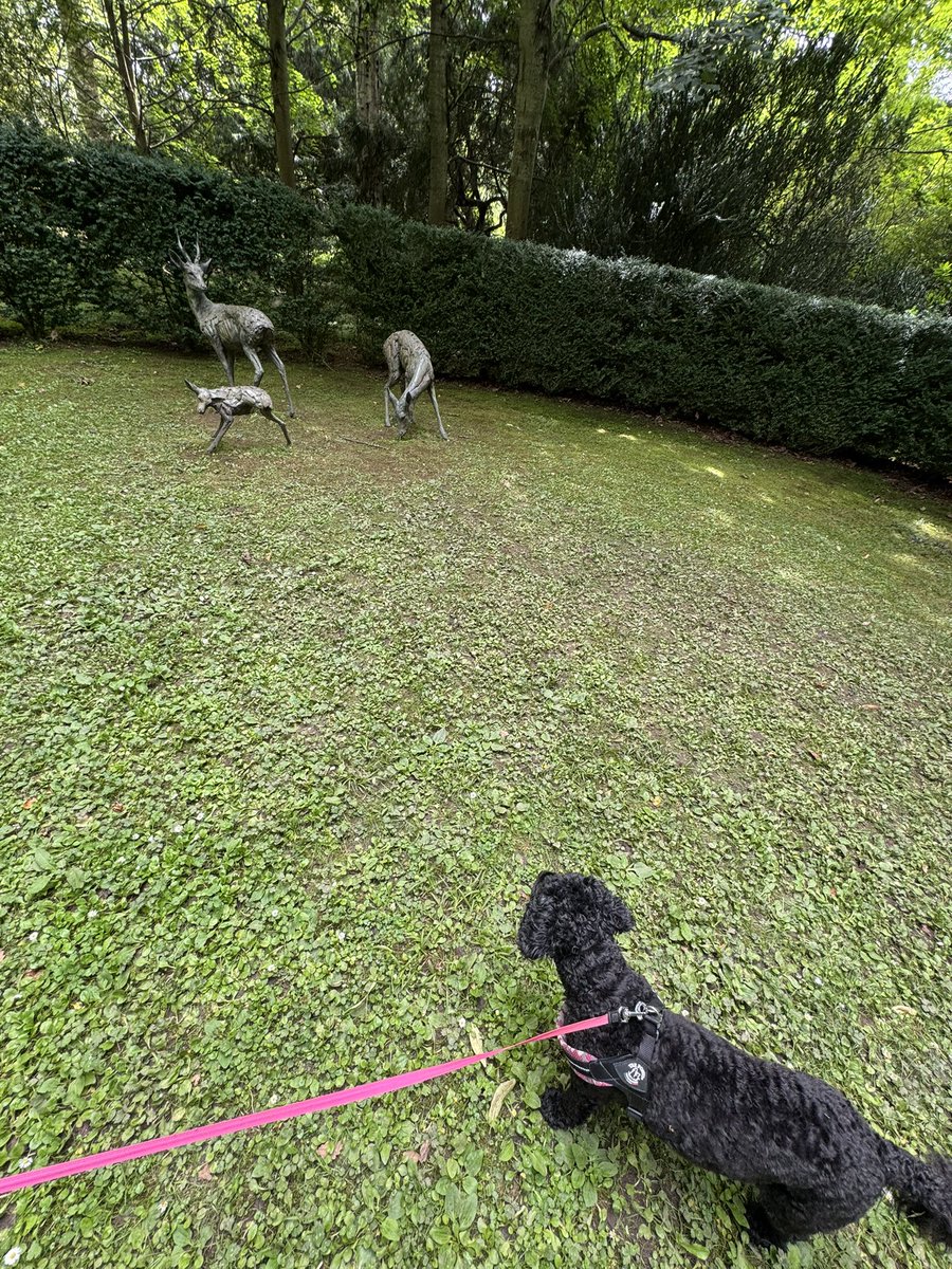 Vera_pooch's tweet image. Floors Castle - Kelso, Dolphin spotting  and Holy Island …. 
#Vera🐶
#DogsOnX
#TwinsiesOnTwitter 
#holidays