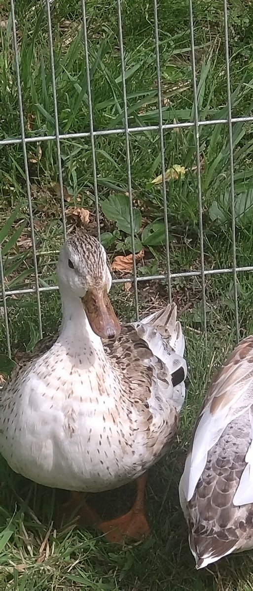 🐏🐑🦆🌳