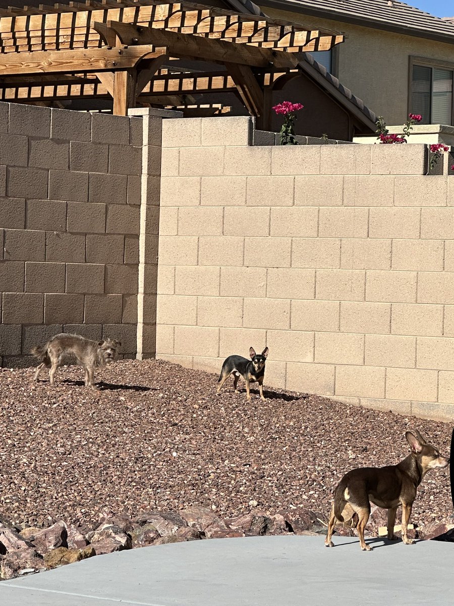 ArizonaHeatwave's tweet image. Here we have another episode of AZ Prison Break! In GP Pretending they donโt know each other and conspiring against me in the yard. ๐๐๐คจ๐คจ๐คท๐ปโโ๏ธ๐คฆ๐ปโโ๏ธ๐๐คฃ