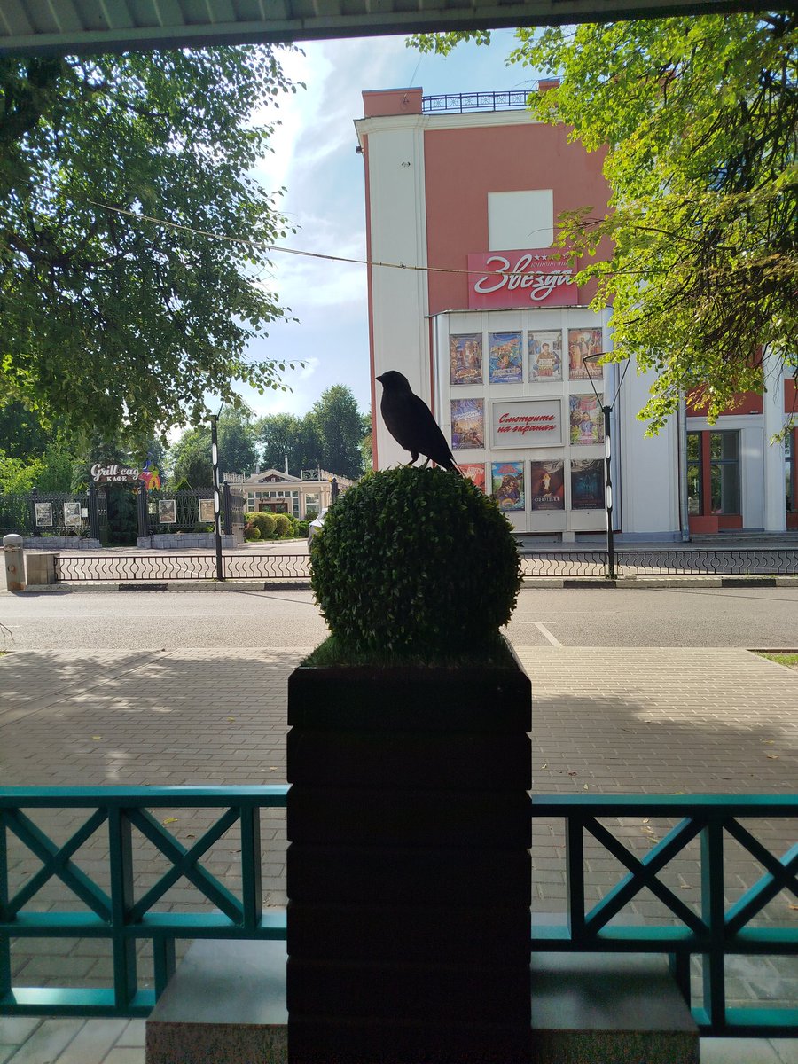 iam_theforest's tweet image. Сегодня встретились с коллегой по бисеру и видели очень наглую галку, которая хотела нашу питсу.