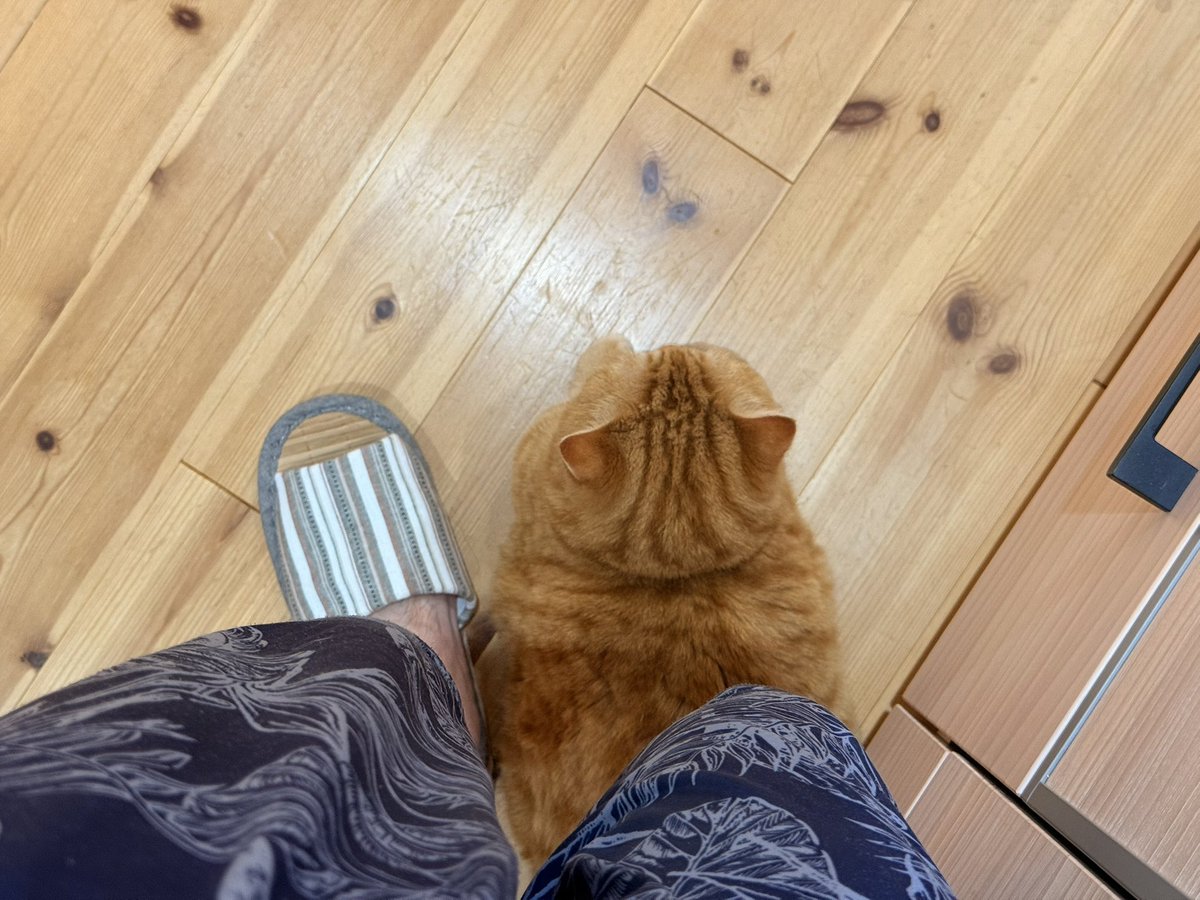 しまむうらで買ったリアルアニマルスリッパ