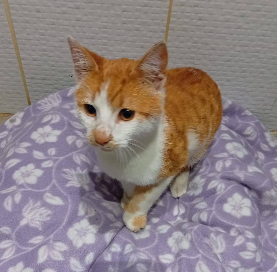 eltuitdemarsh's tweet image. Hermoso gatito, de entre 3 a 4 meses, en adopción responsable. Se encuentra desparasitado. Es extremadamente cariñoso. Si deseas darle un hogar, con compromiso de tenencia indoor, seguimiento, vacunación, castración y amor eterno, comunícate al +56986439491. Favor RT!
#Coquimbo