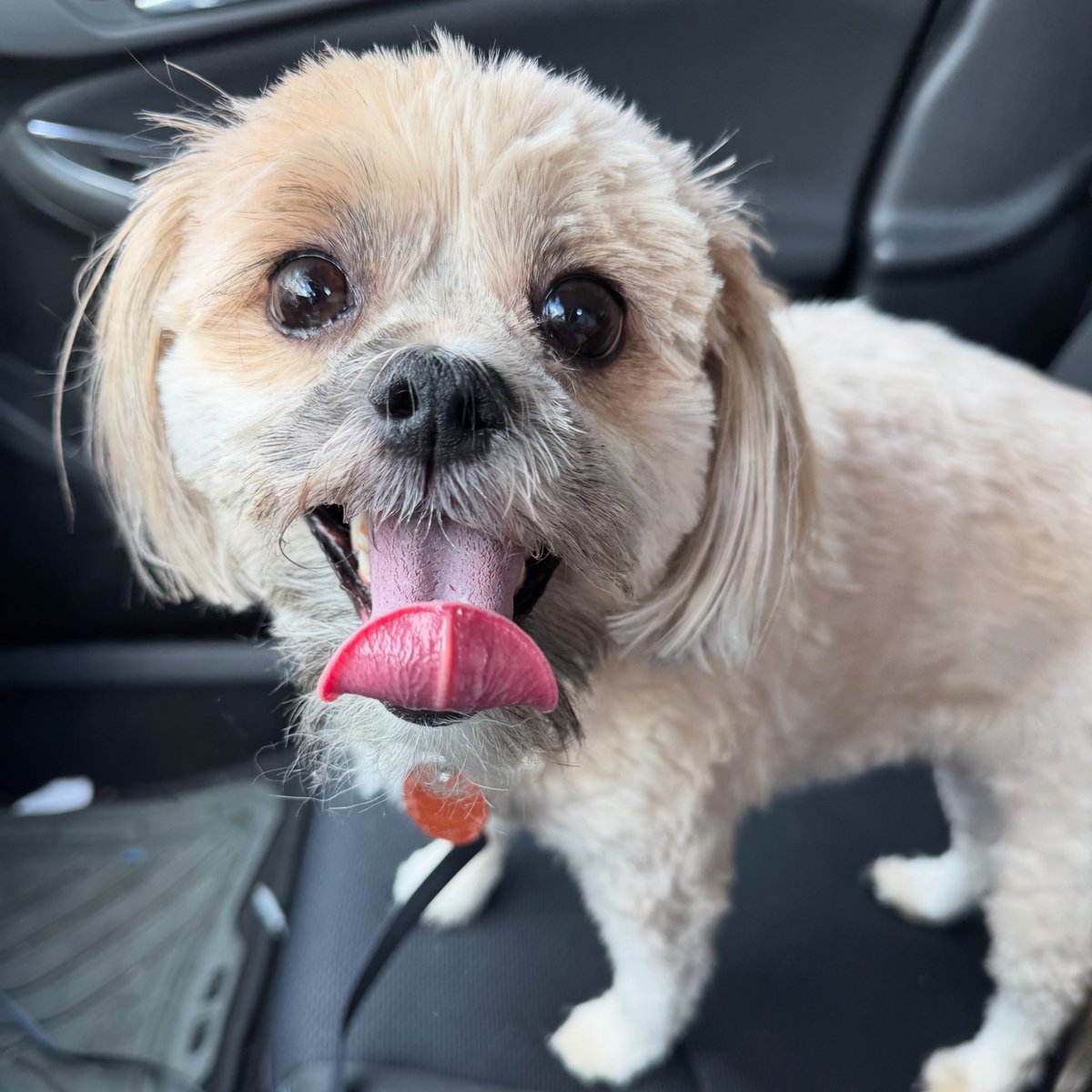 Susie the Shorkie paid a long overdue visit to her groomer today. Rocking her summer/puppy cut to keep her cool.

Now to spend the rest of our Saturday lounging in the garage home theater.