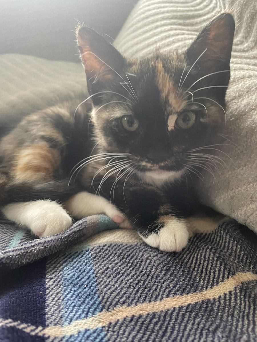 1974JCS's tweet image. Donโt ask how, but these 2 arrived last night. Gus and Stevie (sheโs a girl but we live in a very male dominated pet house and didnโt like the girly names ๐) our new little babyโs โค๏ธโค๏ธ #kittens