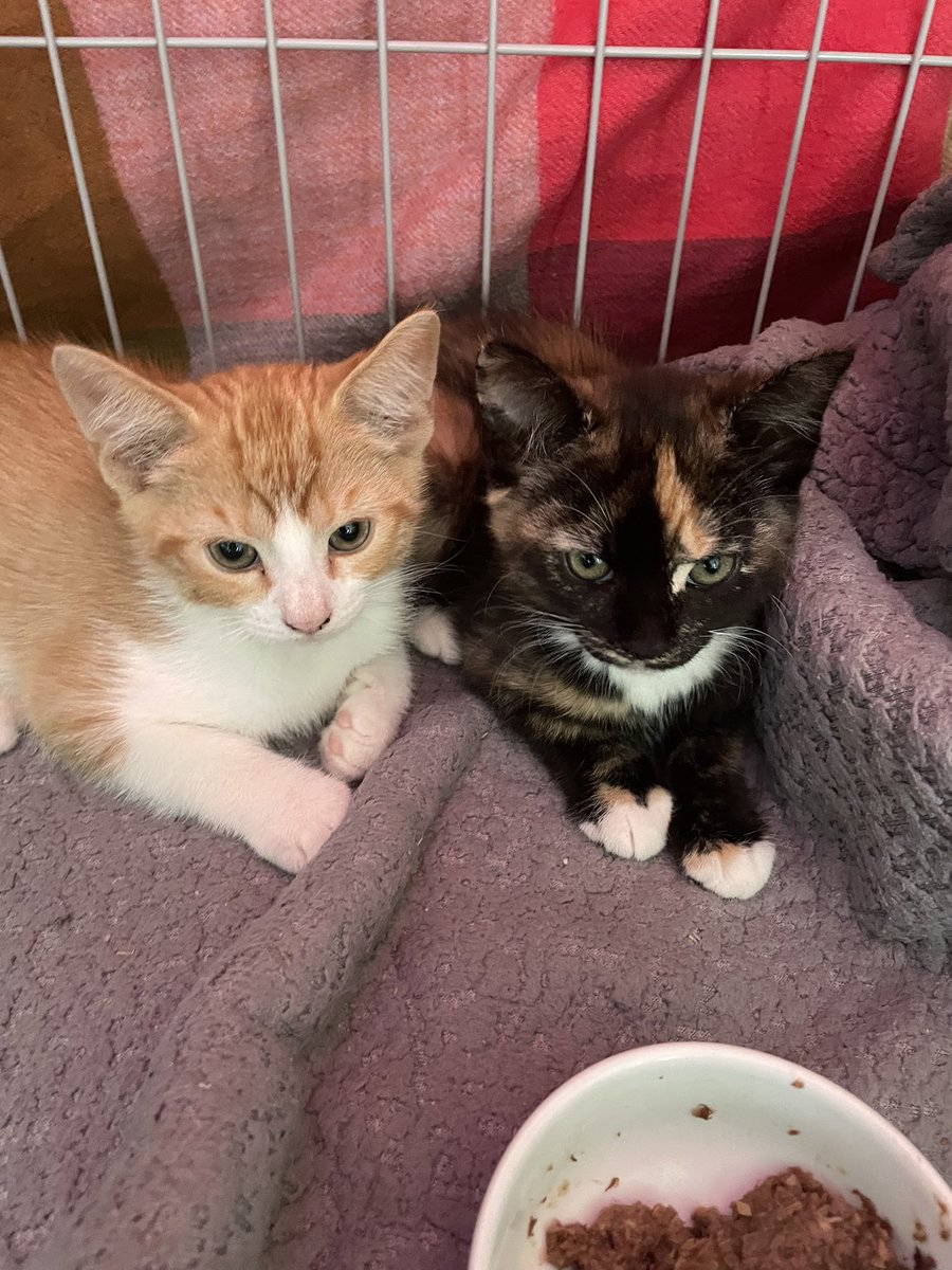 1974JCS's tweet image. Donโt ask how, but these 2 arrived last night. Gus and Stevie (sheโs a girl but we live in a very male dominated pet house and didnโt like the girly names ๐) our new little babyโs โค๏ธโค๏ธ #kittens