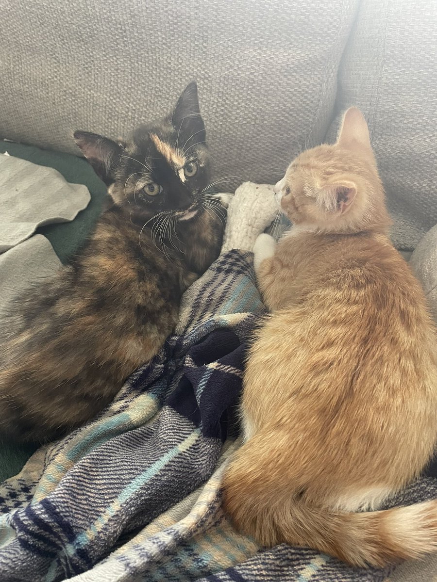 1974JCS's tweet image. Donโt ask how, but these 2 arrived last night. Gus and Stevie (sheโs a girl but we live in a very male dominated pet house and didnโt like the girly names ๐) our new little babyโs โค๏ธโค๏ธ #kittens