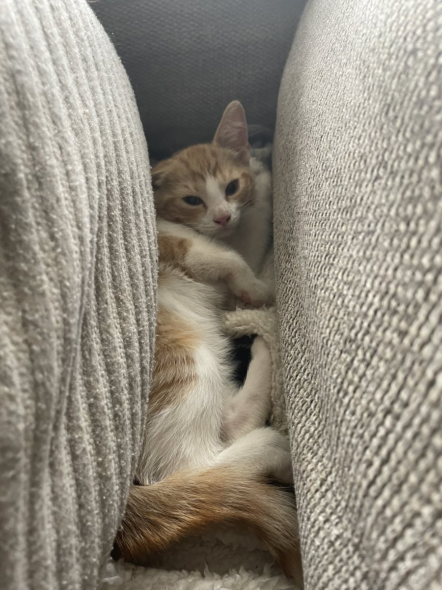 1974JCS's tweet image. Donโt ask how, but these 2 arrived last night. Gus and Stevie (sheโs a girl but we live in a very male dominated pet house and didnโt like the girly names ๐) our new little babyโs โค๏ธโค๏ธ #kittens