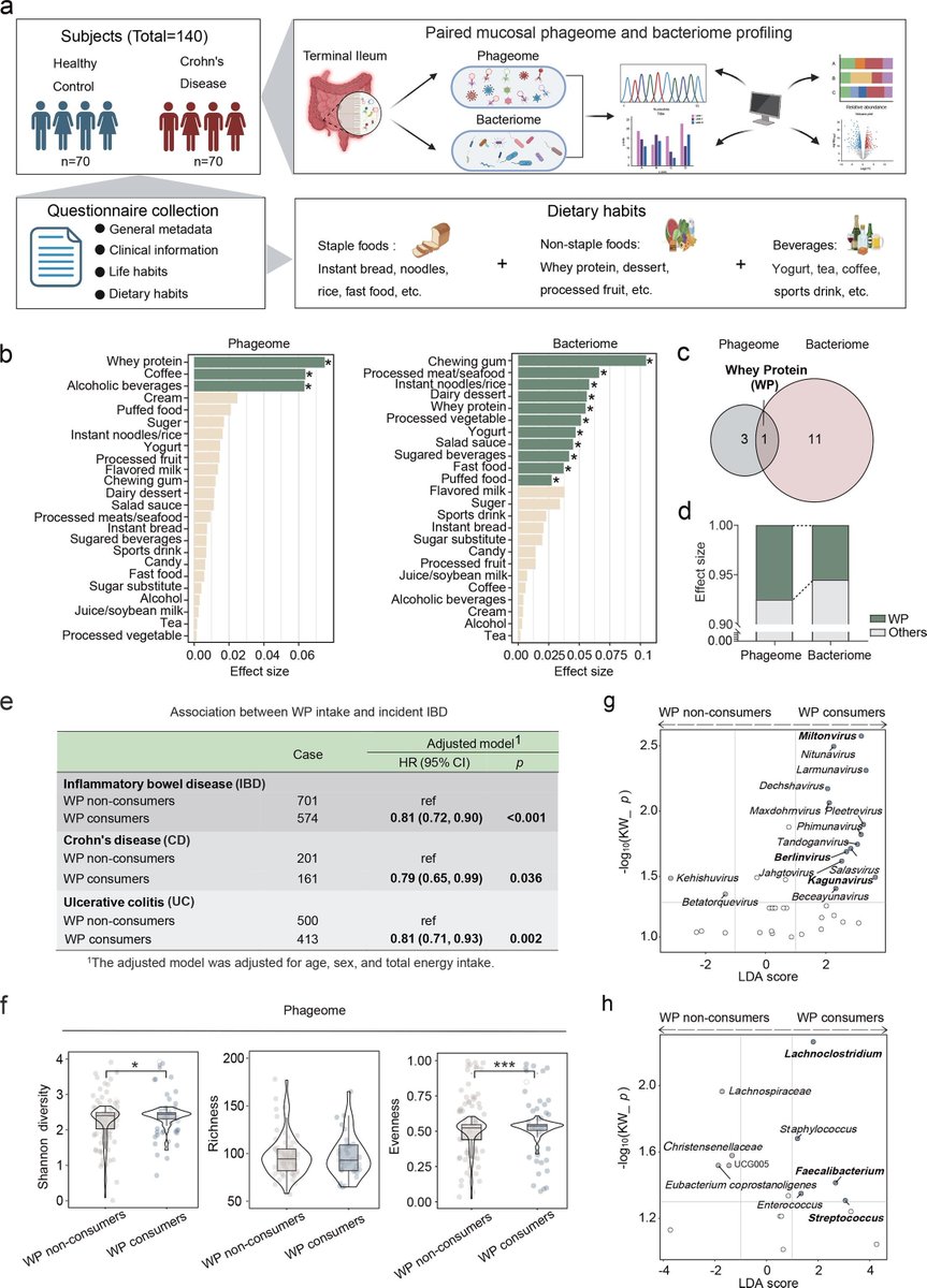 #GUTImage from the paper by Su et al entitled

"Dietary whey protein protects against Crohn’s disease by orchestrating cross-kingdom interaction between the gut phageome and bacteriome" via

bit.ly/4ltv0G6

<a href="/Tao_Zuo_/">Tao Zuo</a> #IBD #CrohnsDisease #WheyProtein