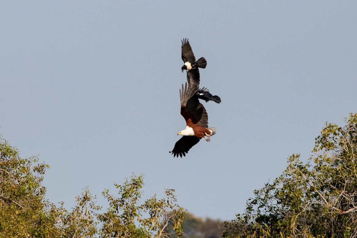 Amazing Birding in Zambia

Last month I was able to attend the global child helpline conference in Livingstone, #Zambia, and was able to use a free day to see birds! Here are two of my favorites (an Openbill stork and Pied Crows attacking an African Fish Eagle). #birding