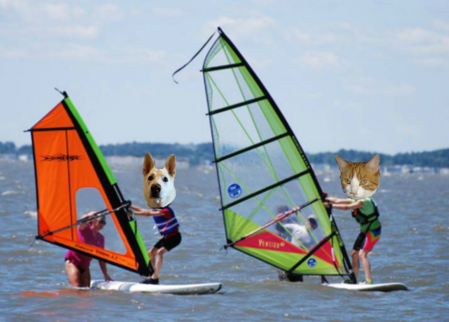🌊😺Flo and Brigadier Sammy😺🌊 (@aurora3s) on Twitter photo #zzst <a href="/catsrule0/">Marie Choo Choo, married to Chalky</a> <a href="/MauSupercat/">House of Mau</a> <a href="/AviwhiteGSD/">Avilovesdogsandcats❤️</a>
<a href="/JennyNicholas4/">Jenny,Saffy,Tigger,Fizbo an Twerp da Canary</a> <a href="/GeneralBazz/">GENERAL BAZZ - GENERAL,LORD BIDDY(ANGEL)</a> <a href="/gensbazzbiddy/">GensBazz&Biddy</a> Oh Avi and Sammy trying a new challenge. We going wind surfing. Come and join us. #zzst <a href="/catsrule0/">Marie Choo Choo, married to Chalky</a> <a href="/MauSupercat/">House of Mau</a> <a href="/AviwhiteGSD/">Avilovesdogsandcats❤️</a>
<a href="/JennyNicholas4/">Jenny,Saffy,Tigger,Fizbo an Twerp da Canary</a> <a href="/GeneralBazz/">GENERAL BAZZ - GENERAL,LORD BIDDY(ANGEL)</a> <a href="/gensbazzbiddy/">GensBazz&Biddy</a> Oh Avi and Sammy trying a new challenge. We going wind surfing. Come and join us.
