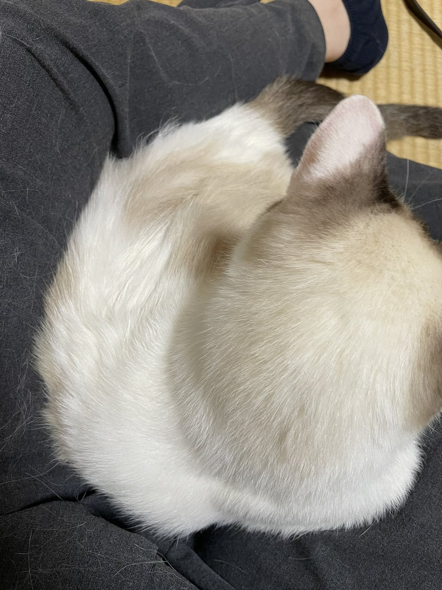 ずっとそこしかなめてないし、なめたとこ全くきれいにならないし、何もしてないとこのほうがきれいだよ
なんか手伝えることあったら全然遠慮しないでいってほしい