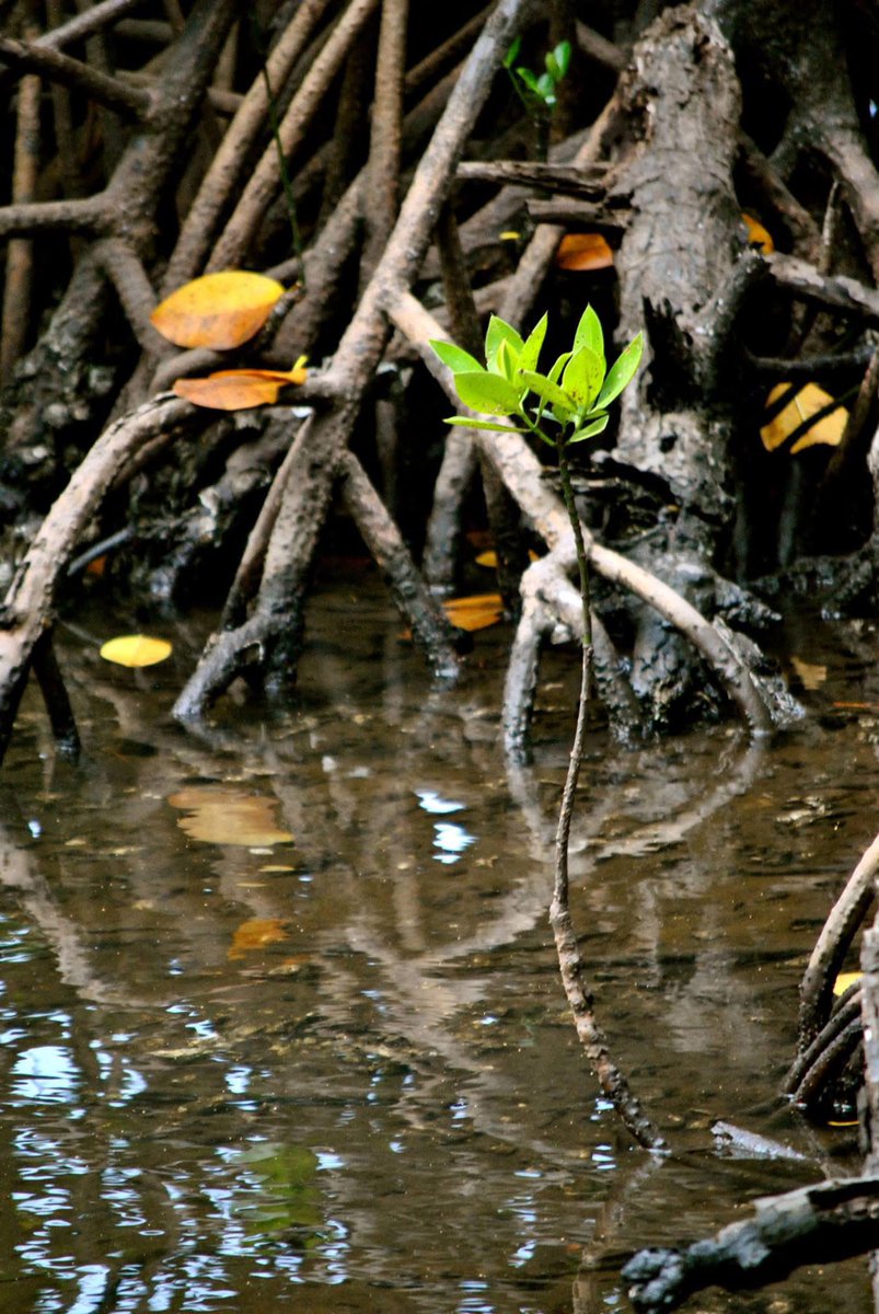 SameeraSavarala's tweet image. Happy world mangrove day! Where would we be without these incredible plants? Here are some photos I took of mangroves near Kep, Cambodia.