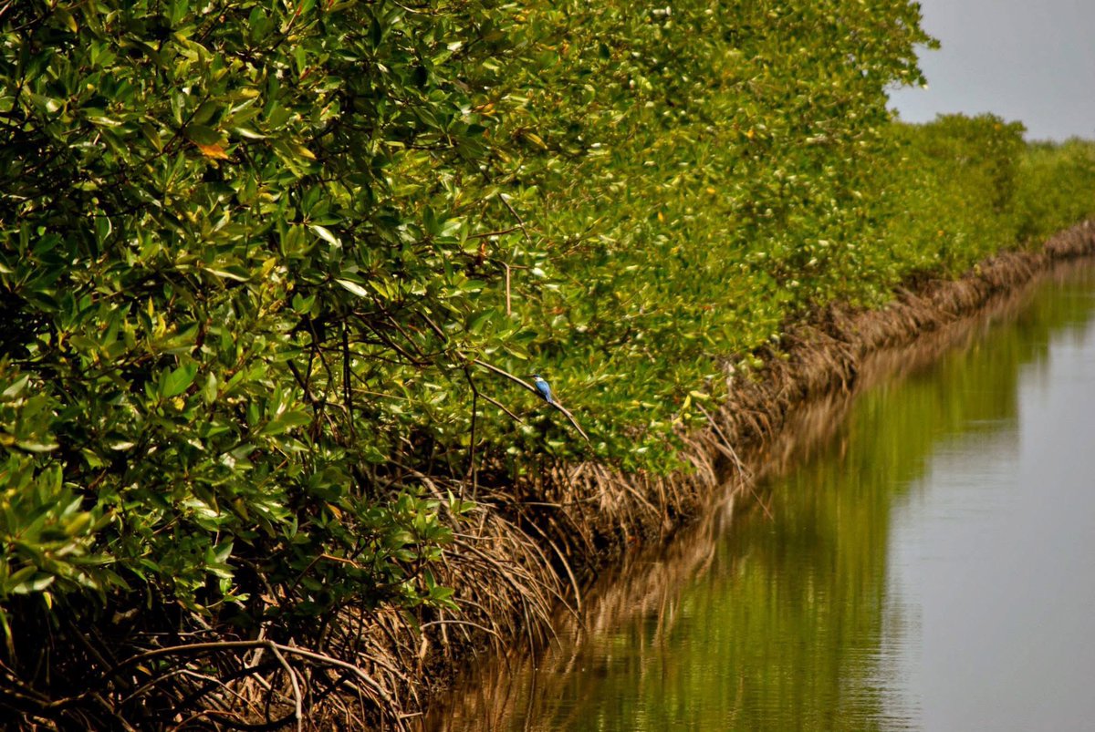 SameeraSavarala's tweet image. Happy world mangrove day! Where would we be without these incredible plants? Here are some photos I took of mangroves near Kep, Cambodia.