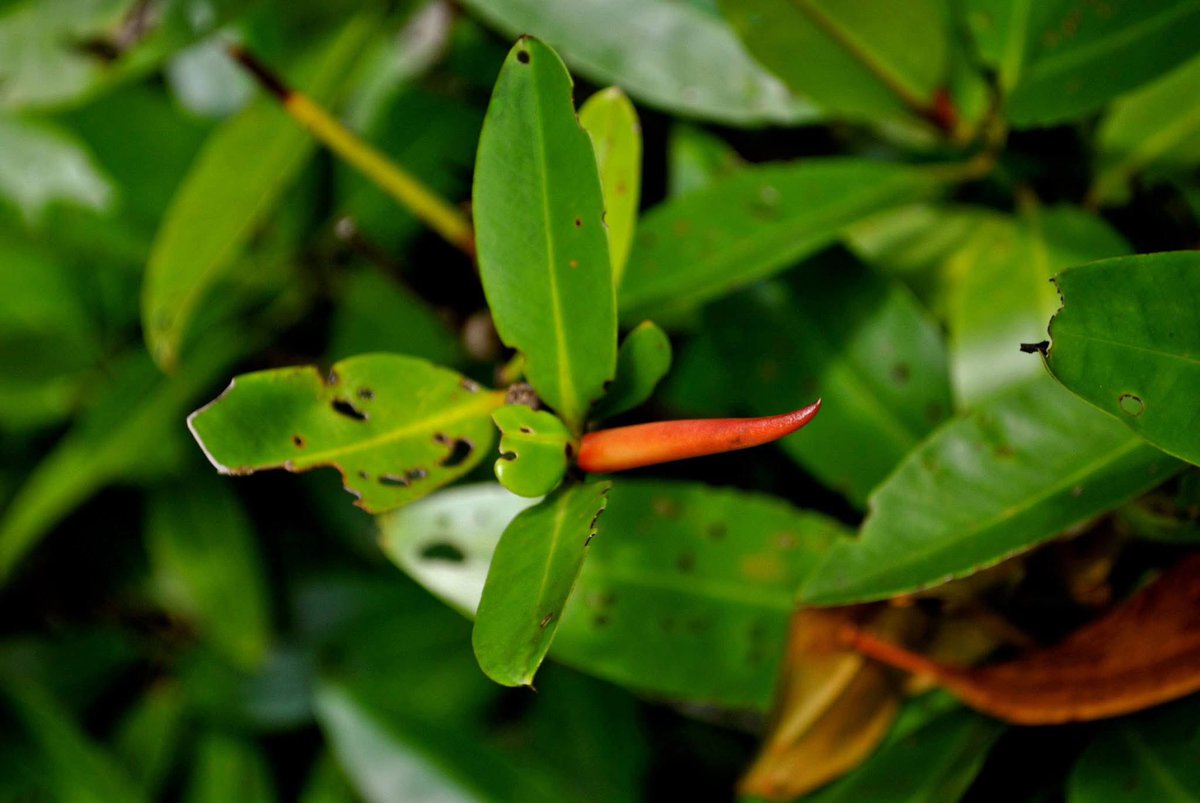 SameeraSavarala's tweet image. Happy world mangrove day! Where would we be without these incredible plants? Here are some photos I took of mangroves near Kep, Cambodia.