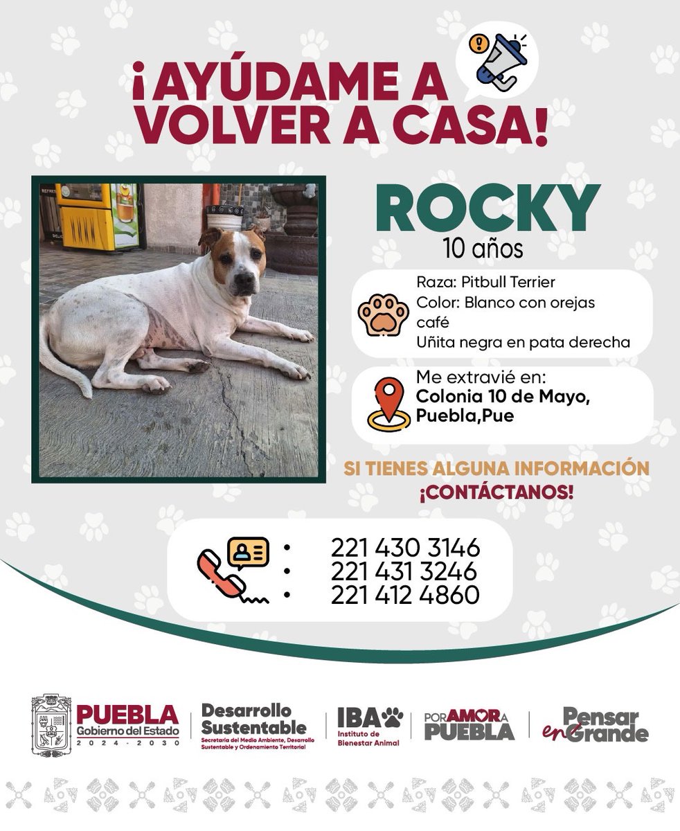 IBAGobPue's tweet image. 🚨🐶 ¡Ayúdanos a encontrar a Rocky! Se perdió en la Col. 10 de Mayo, Puebla.
❗️Si tienes alguna información comunícate con nosotros vía mensaje directo o por medio de nuestros números 24 horas.
📞 221 430 3146
🩺 221 431 3246
🐾 221 412 4860
