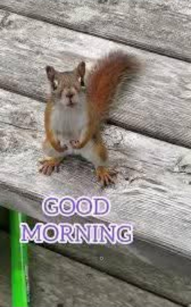 craftyclaude's tweet image. Good morning to all my friends on X. Have a wonderful day. I'll see you later. πβ€οΈβ¨οΈπΈπ€β€οΈβ€οΈπΎ #EqualViewingForAll #TheInfamousUnseen #HumaneWorldForAnimals