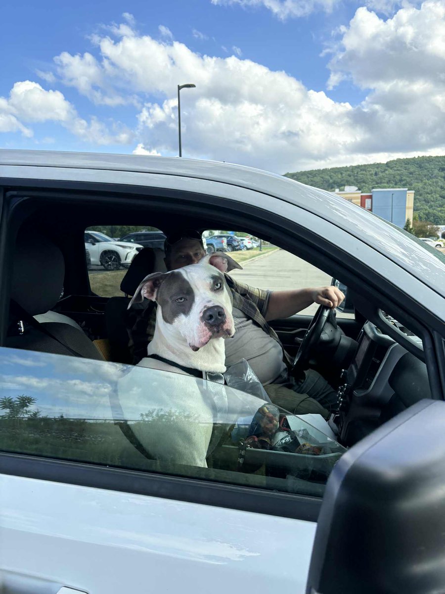 SHADOW PUPPET has a soft landing in his new foster-to-adopt home 💙 Just a few short days ago, he was at risk for euthanasia. Today, he has a loving new dad &amp; AmsterDog alumna Big Mama (now Emma) as a sister 🐾
#amsterdog #amsterdogrescue #safewithamsterdog