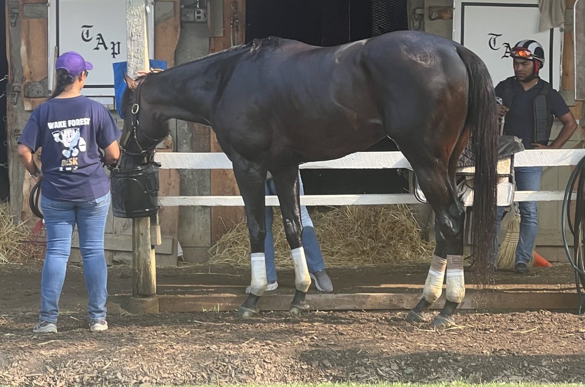 The likely landing spot for Mindframe, taking a water break Saturday morning, is the G1, $1 million Jockey Club Gold Cup Aug. 31 at Saratoga.