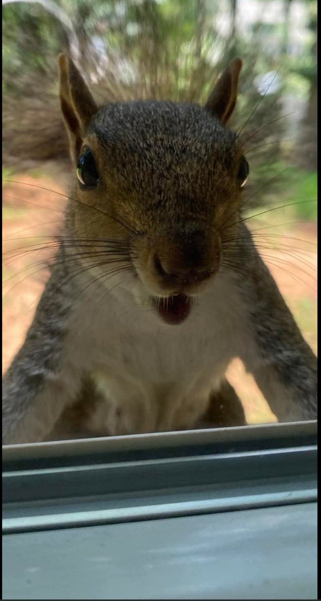 craftyclaude's tweet image. Hey, are you there? ππ€ I'm here on this Silly Squirrelly Saturday to say good morning. Have an awesome day and I'll see you later. πβ€οΈβ¨οΈπ·πΌπΈπ»π¦βοΈβοΈβοΈβοΈ#EqualViewingForAll #TheInfamousUnseen #HumaneWorldForAnimals