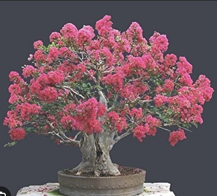 steppedenizen's tweet image. Saw a bonsai Crepe Myrtle tree for the first time today. I am absolutely enamored.