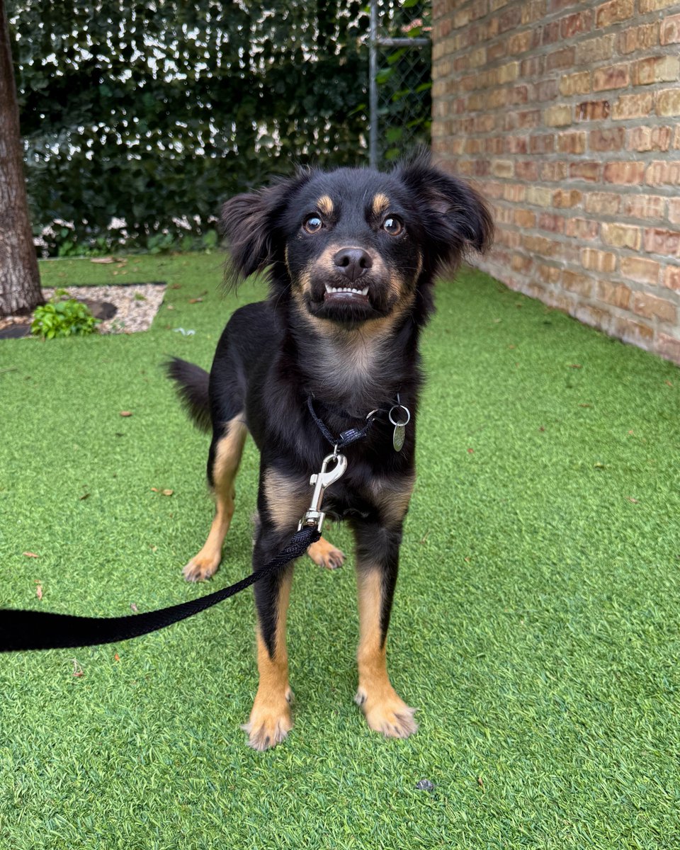 PAWSChicago's tweet image. This is what a delivery from our dog feeding partner Kismet looks like, ready to feed all the dogs in our care!
For a former sick stray like Waldo, who used to never know where his next meal would come from, it’s the most beautiful thing he’s ever seen. Good thing Kismet will…