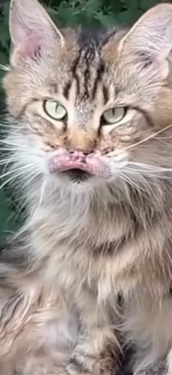 WLilithM's tweet image. El gato Layda no exis… 😵‍💫
