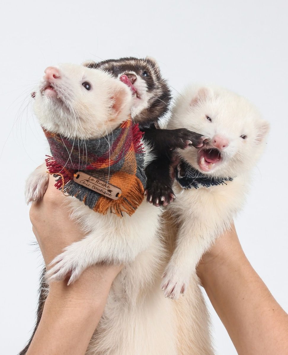 FerretPerHour's tweet image. 