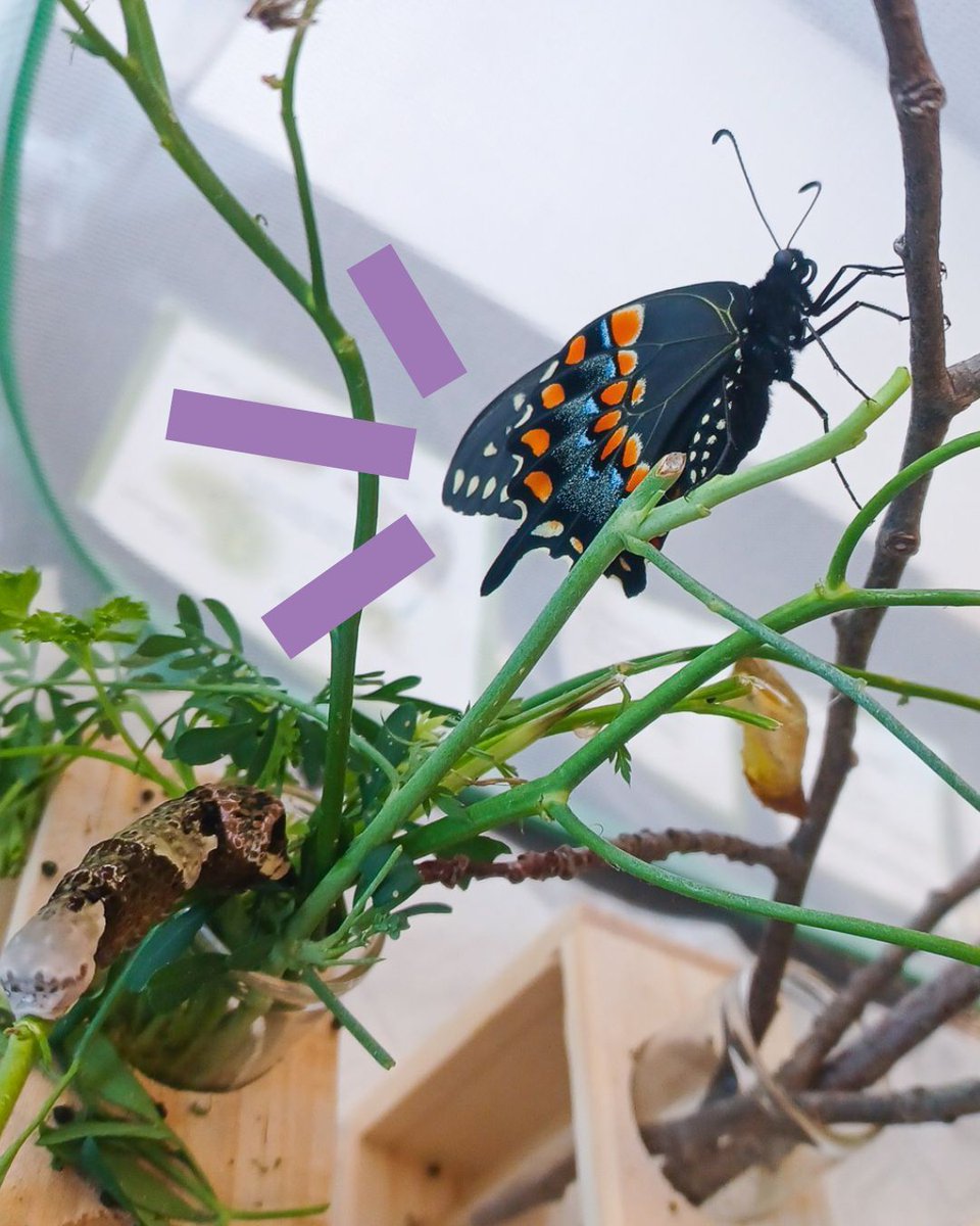 londonlibrary's tweet image. She hatched, she posed, she conquered. 💅
Meet Miss Begonia Buttercup, Bostwick’s very own butterfly beauty!
Come see who’s fluttering at the Bostwick and Landon branches. 🦋