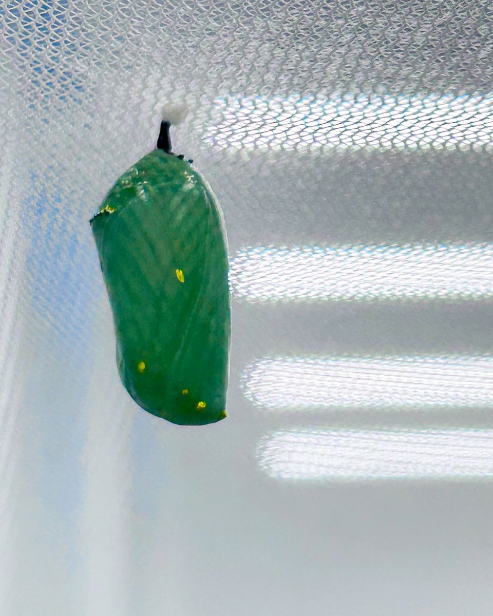 londonlibrary's tweet image. She hatched, she posed, she conquered. 💅
Meet Miss Begonia Buttercup, Bostwick’s very own butterfly beauty!
Come see who’s fluttering at the Bostwick and Landon branches. 🦋