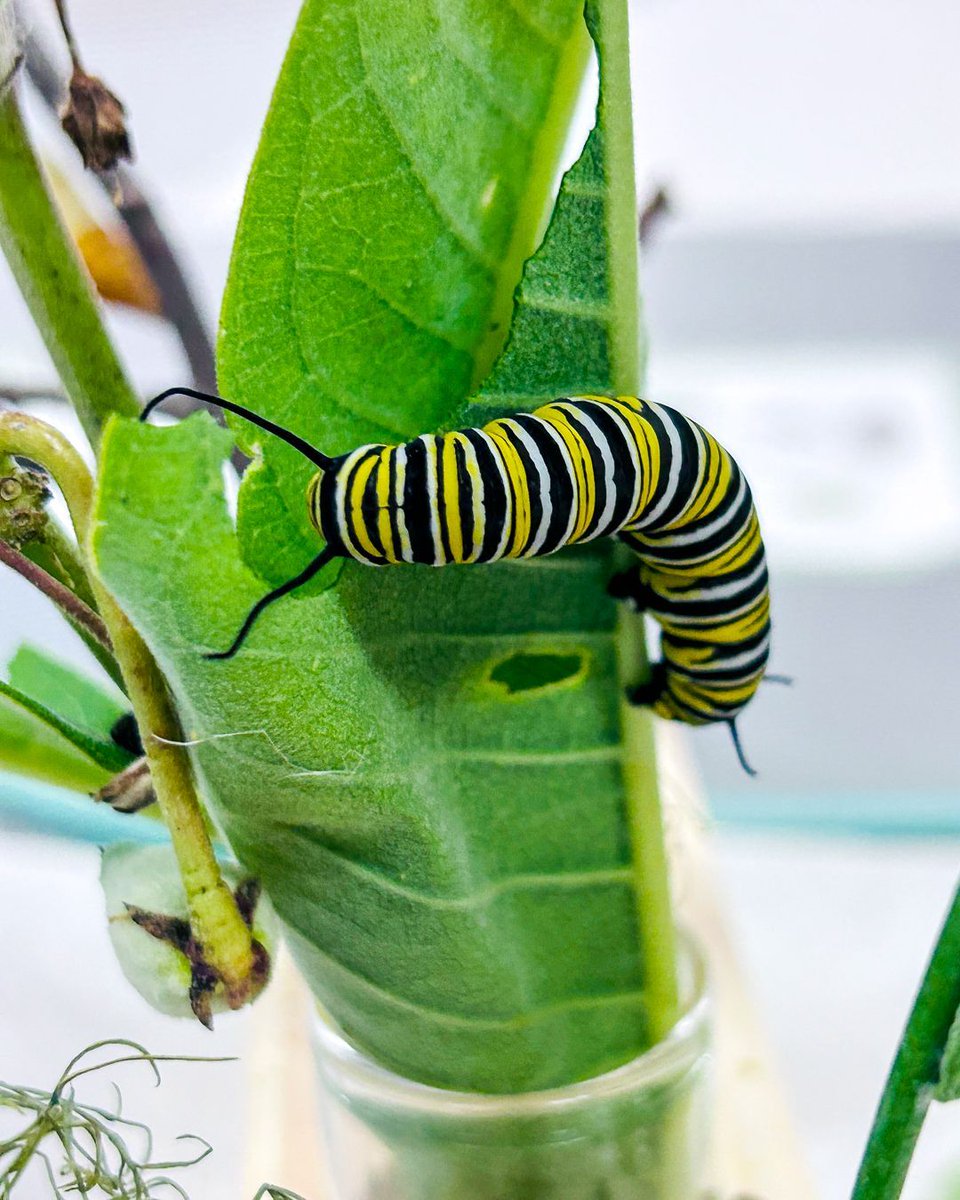 londonlibrary's tweet image. She hatched, she posed, she conquered. 💅
Meet Miss Begonia Buttercup, Bostwick’s very own butterfly beauty!
Come see who’s fluttering at the Bostwick and Landon branches. 🦋