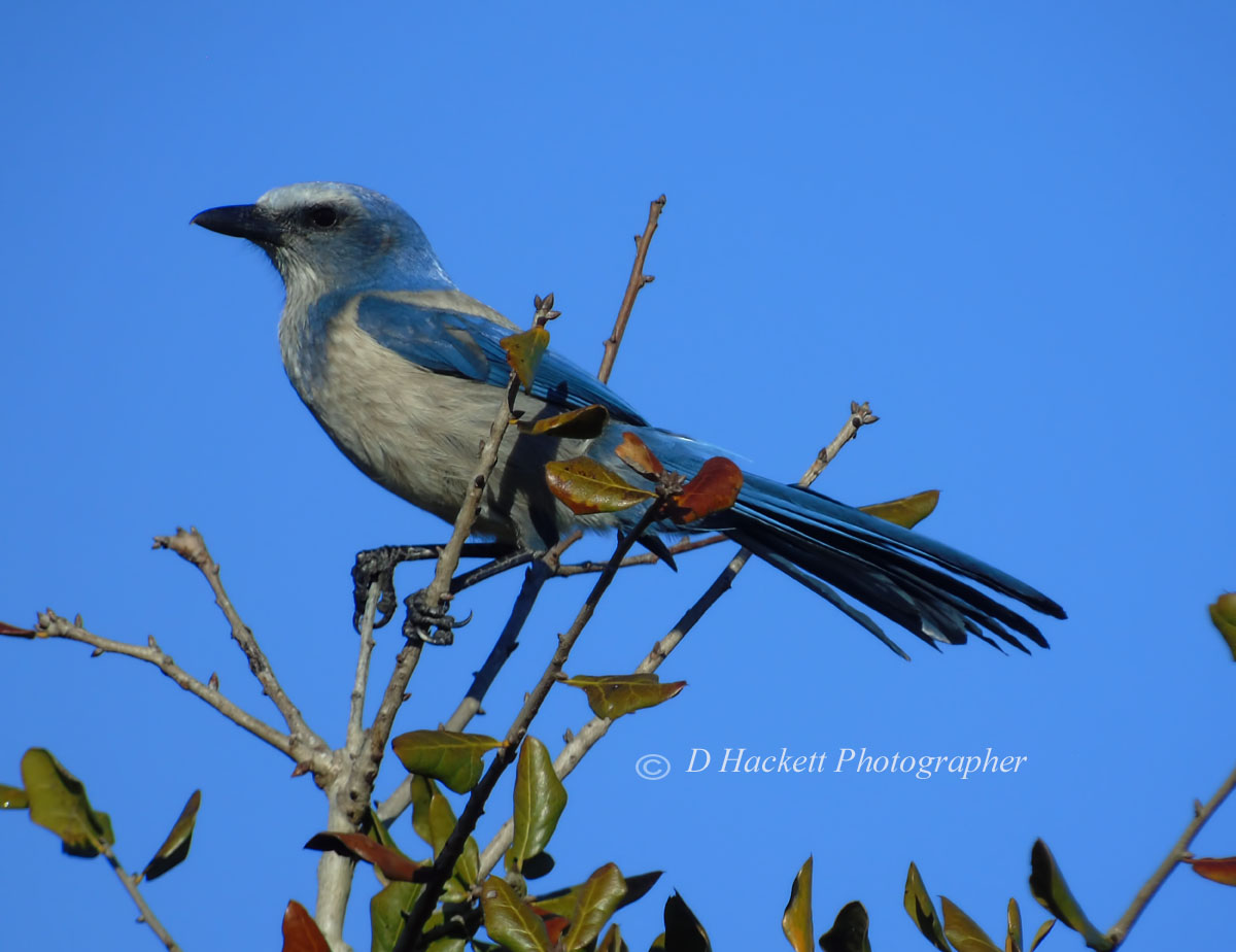 dhackett4150's tweet image. The round-headed, blue and gray Florida Scrub Jay is the only bird species that lives exclusively in Florida, where it occurs in patches of low-growing scrub oak in sandy soils. This image was taken in the 360-acre Lyonia Preserve in Deltona, Florida. donna-hackett.pixels.com/featured/showi…