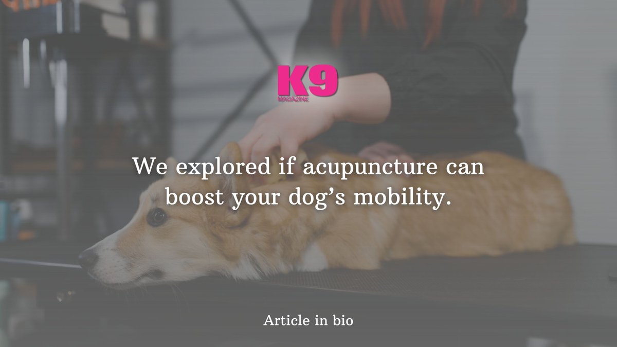 Could acupuncture improve your dog’s mobility? Learn how this therapy might help 🩺 #k9magazine

k9magazine.com/canine-acupunc…