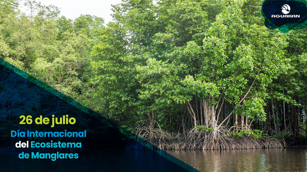 En Aguakan, reconocemos el papel vital que tienen los manglares: protegen nuestras costas, filtran el agua y albergan una enorme biodiversidad. Cuidarlos es preservar el equilibrio natural de Quintana Roo. #Manglares #Conservación #AguakanSostenible #MedioAmbiente