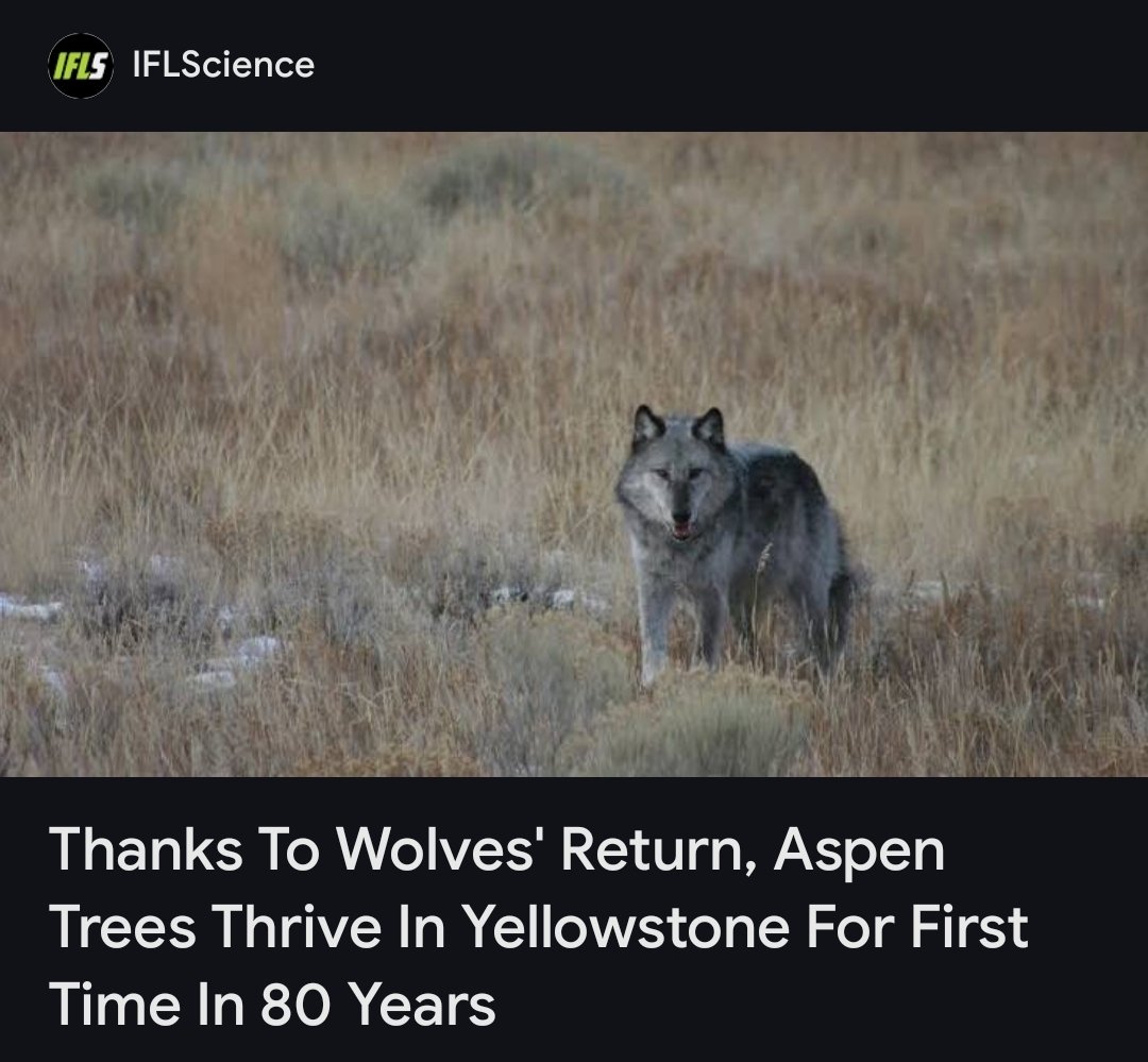 CloudyLynx's tweet image. Wolf moots celebrating rn