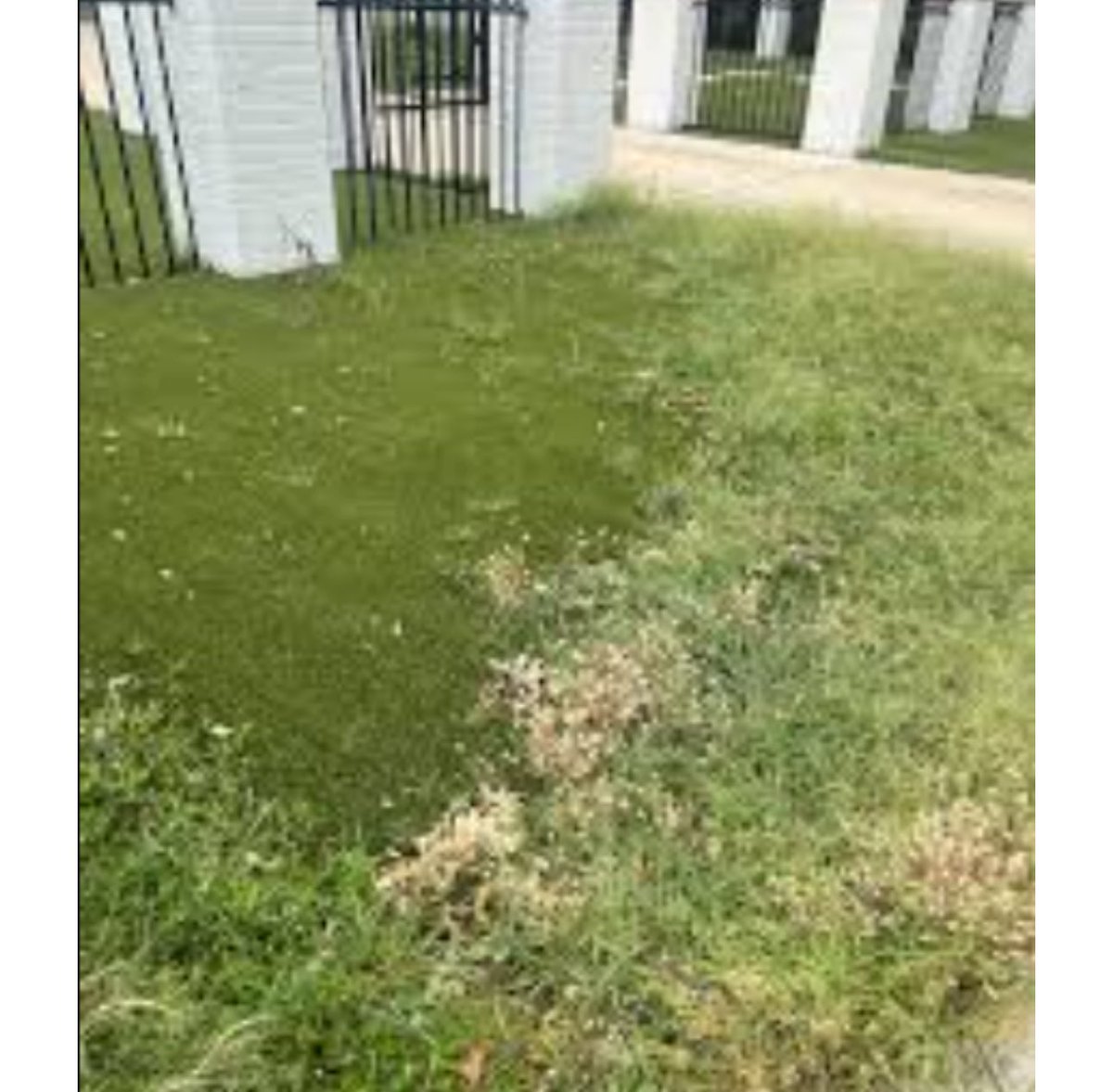 BanPlasticTurf's tweet image. "Nature took one look at that tacky nonsense and said absolutely the f*** NOT."
thecooldown.com/green-home/fak…